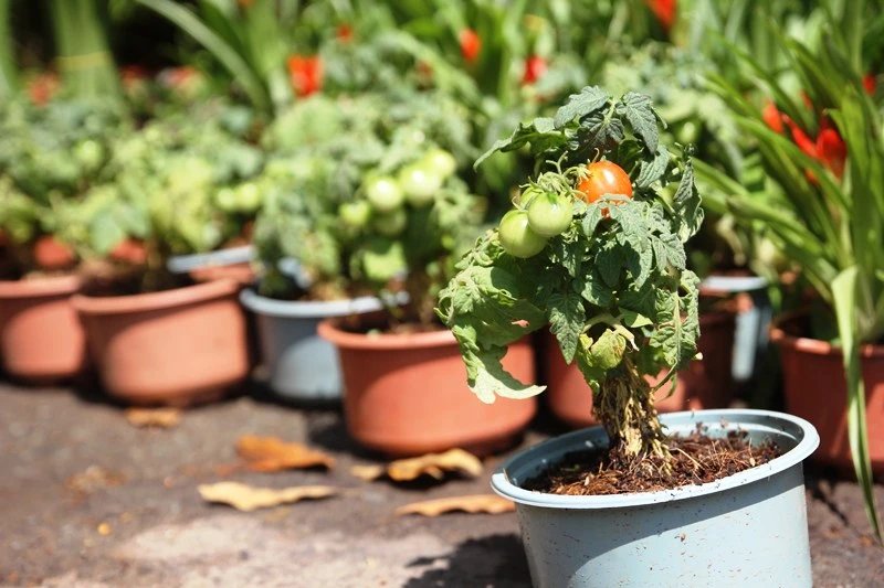 Kiểng nông sản đắt khách ở chợ hoa Tết Sài Gòn ảnh 7